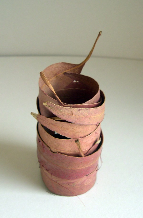 Eucalyptus Leaf Vessel