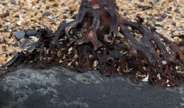 seaweed rock detail 
