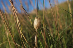 seed pod shoreline