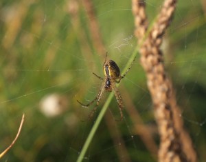 shoreline spider close