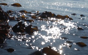 sparkling sea