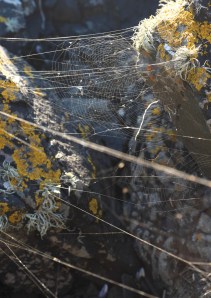 spiderwebs between rocks