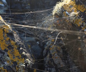 spiderwebs coastline