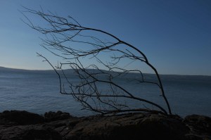 washed up branch