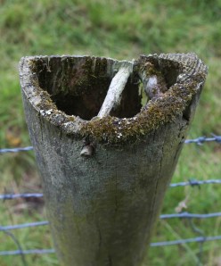 fencepost 4 