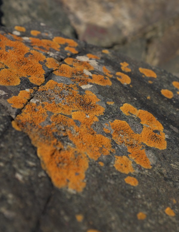 shoreline lichen 7-6-15 